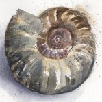 Copy of Ammonite from Whitby no text