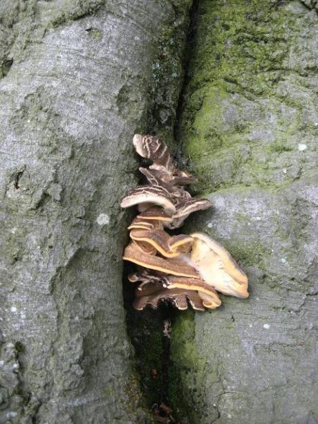 Fungus on the trunk (photo: Sue Skinner)