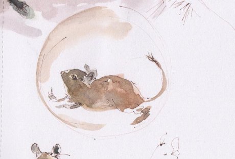 Drawing of a degu in an exercise wheel