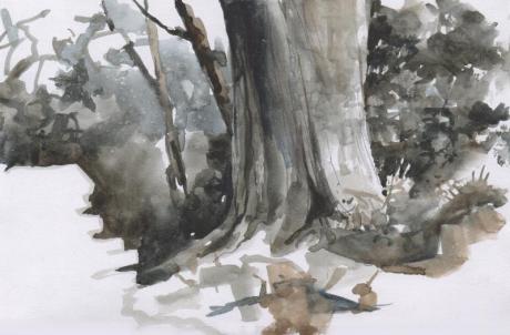 Monochrome sketch of beech tree in Moorhouse Wood 